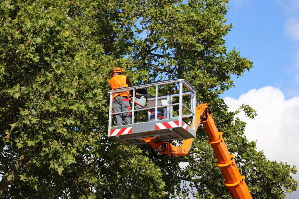  Maili, HI Tree Services Pros