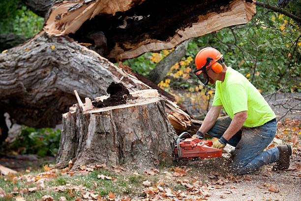 Best Tree Maintenance Programs  in Maili, HI